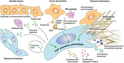 Determinants and Functions of CAFs Secretome During Cancer Progression and Therapy